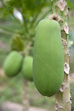 Orchard Papayas