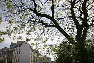 Springtime Paris