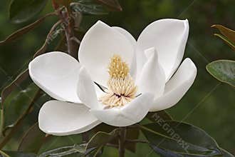 Southern magnolia flower
