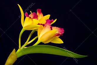 Yellow Orchid