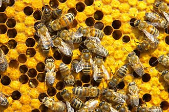 Bees
