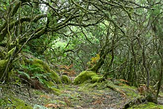 Rainforest of La Gomera