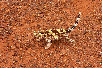 Thorny devil