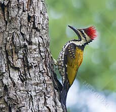 Woodpecker on the branch
