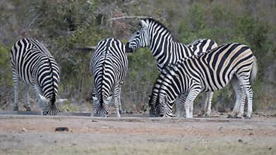 Herd of Zebras drinking from waterhole.