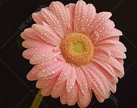 Pink gerber