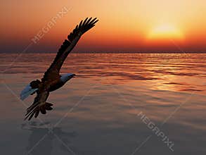 Eagle in Flight