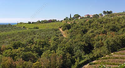 Hill Landscape between Muggia and Ankaran