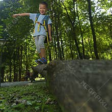 Pets perspective in woods