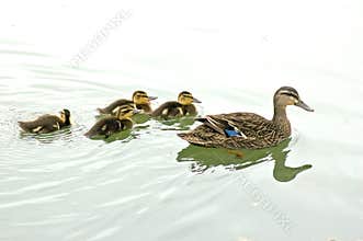 Female mallard with ducklings