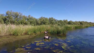 Wild Horses at Salt River (Rio Salado) Arizona