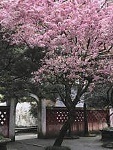 Cherry blossom in Asian garden
