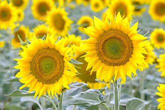 Sunflowers Amongst Many.