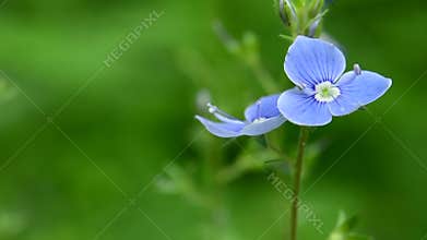 Birdeye speedwell flowers swaying in the wind, the sounds of birds and insects