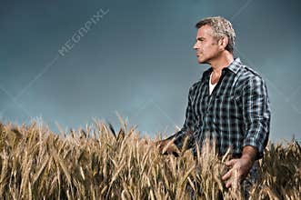 Farmer has care of his wheat field