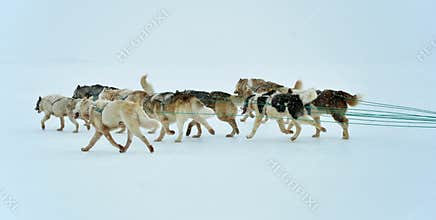Dog sledging trip