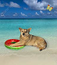 Dog resting on inflatable circle