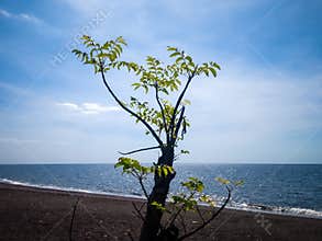 Tropical Beach Plants View Grow On The Beach On A Sunny Day At Umeanyar Village