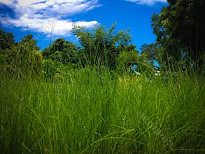 Sweet Type Of Grass Plants Miscanthus Sinensis Or Maiden Grass In The Garden