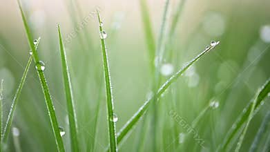Green grass with morning dew
