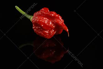 Carolina Reaper Chili Pepper