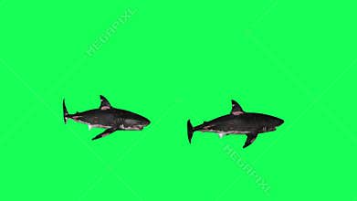 Sharks Swiming In A Circle Green Screen Front
