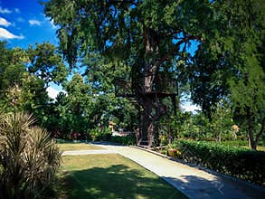 Beautiful And Natural Scenery Of Tropical Garden With Big And Old Trees At Tangguwisia Village