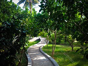 Winding Walkway In The Middle Of Fresh Trees And Leaves Of The Garden At The Village
