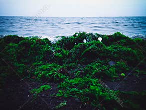 Seawater Splash And Sea Moss Plants Stranded By The Beach