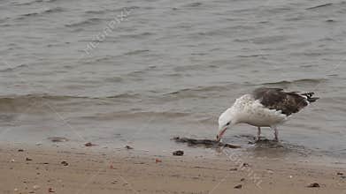 Seagull Eating a Dead Fish
