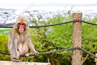 Wild red macaca fuscata resting