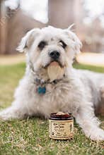 Colorado Dog Enjoying CBD Treats