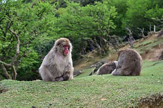 Wild red macaca fuscata resting