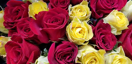 Spring Bloom Series - Roses Roses and more Roses
