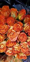 Spring Bloom Series - Roses Roses and more Roses