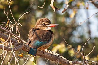 Brown-hooded Kingfisher Halcyon albiventris 3654
