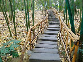 Bamboo path