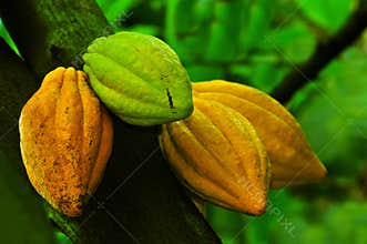 Cocoa pods
