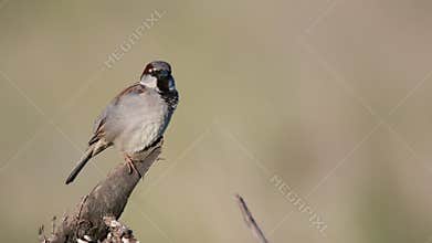 House Sparrow Passer domesticus, sitting on a stick on a beautiful background
