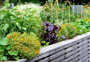 High vegetable garden bed