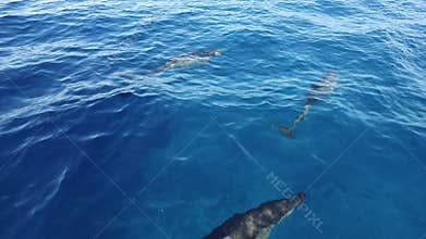 View of wild and free Bottlenose dolphins swimming in crystal clear blue water of Indian Ocean