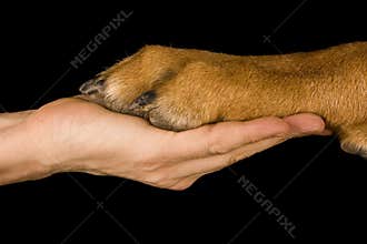 Friendship Human vs Dog