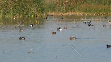 American Coots Fulica americana and Northern Shovelers Spatula clypeata swimming in a pond in Merced National Wildlife Refuge