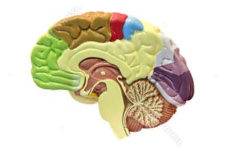 Brain