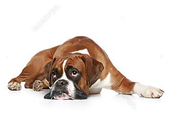 Boxer dog sad