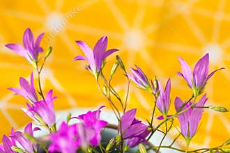 Bright pink flowers in the foreground. Summer bells on a yellow blurred background