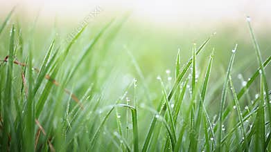 Green grass with morning dew