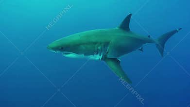 A Great White Shark with big scar underwater.