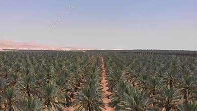 Flying over Palm trees in Dead sea,Israel