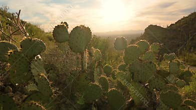 Beautiful serene clip of cactus moving in breeze at sunset in Arizona